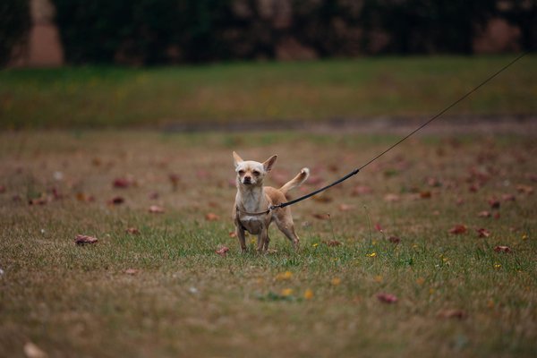 How are UK automotive companies addressing cybersecurity in connected cars?